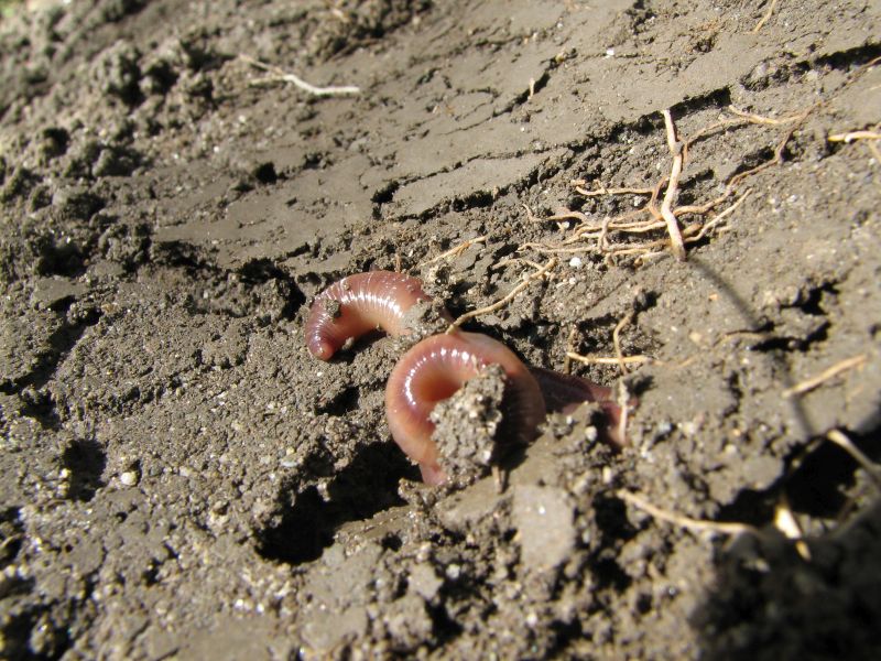 File:Thelongweekend2 worms.jpg